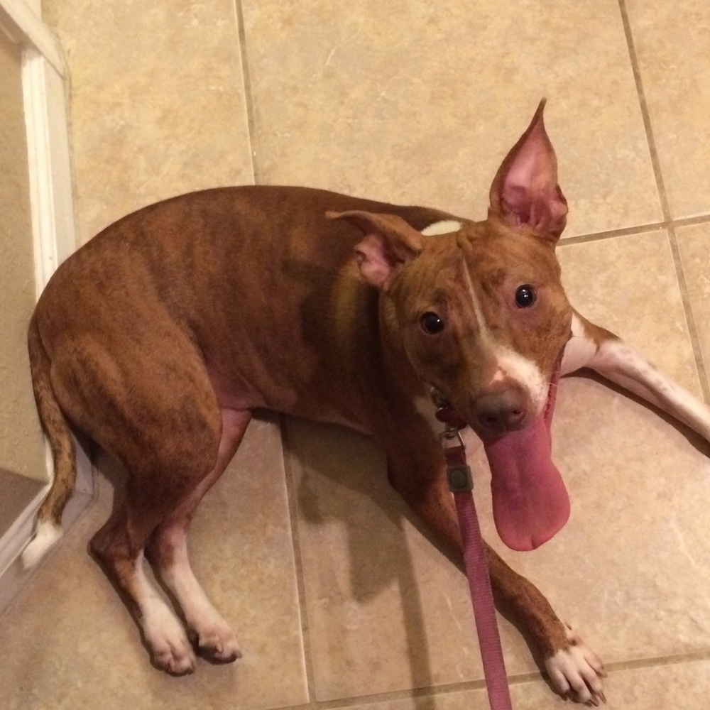 Meet your Posher, Rhys